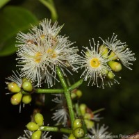 Syzygium nervosum A.Cunn. ex DC.